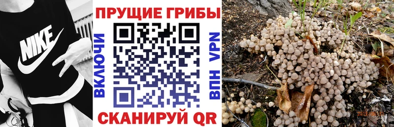 Купить  Верхняя Пышма  Псилоцибиновые грибы Cubensis 